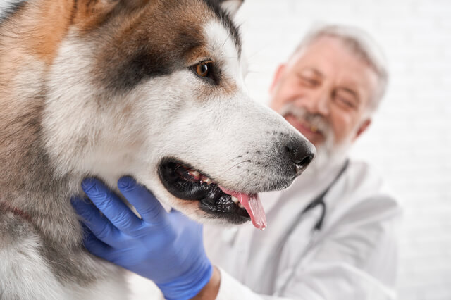 ペット保険で歯周病は補償される？治療法・治療費、予防法も徹底解説-サムネイル画像